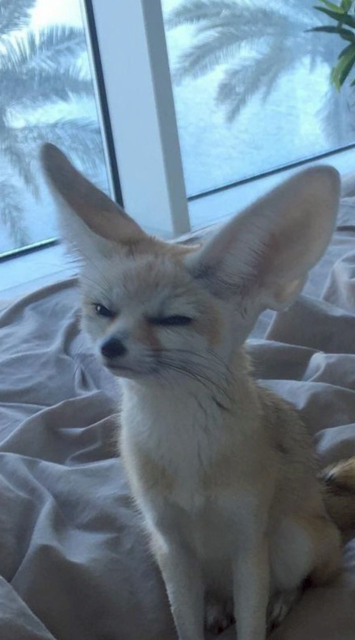 ♟ .𖥔 ݁ 𝐆𝐫𝐢𝐦𝐐𝐮𝐢𝐥𝐥 ⋆˙⟡ —