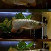 Golden Hervest Arowana ปลามังกรสวยงามและฟิชเเท้งค์