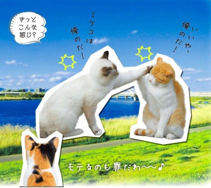 なんだか猫がソワソワしてるかも 猫の 発情期 豆知識５ ねこのきもちnews