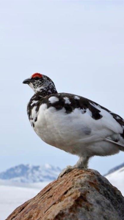 雷鳥ビジターフォロー