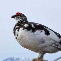 雷鳥ビジターフォロー