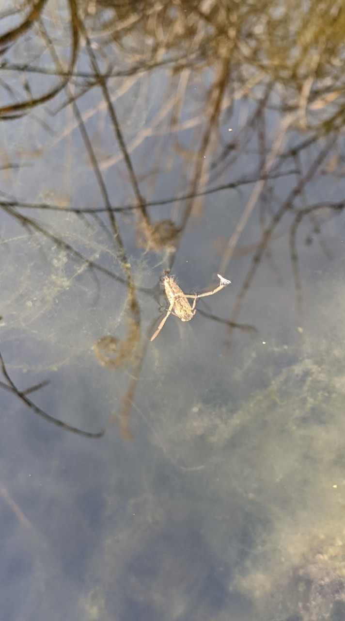 水生昆虫