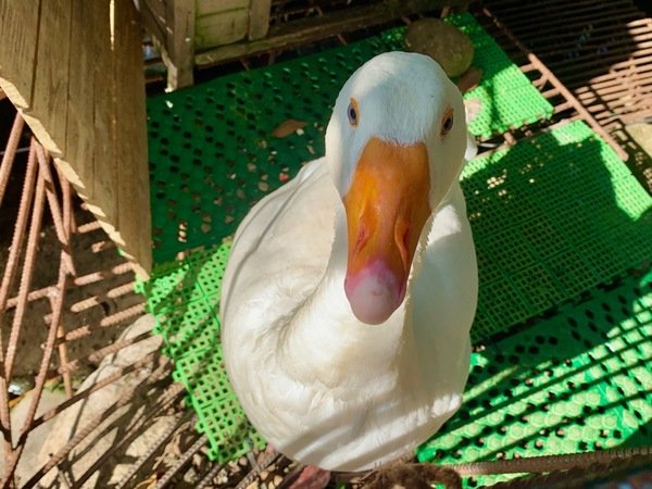 倪倪愛旅遊－『台中大坑一日遊推薦』台中近郊鳥語花香闔家出遊秘密花園-台中大坑紙箱王創意園區、東山水岸餐廳、東東芋圓直擊分享