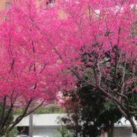 麗園一街四巷二號🌻贈物換物購物團購群