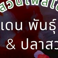 ซื้อ ขาย ปลาแม่น้ำ ปลาแปลก Short Body