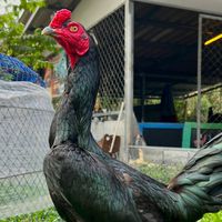 พม่าหัวสูงแข้งหน้าเดินตี!