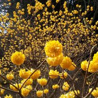 🌻🌻湘南 友の会。談話室・５０代からの遠足＆初心者向けウォーキング、街歩き。