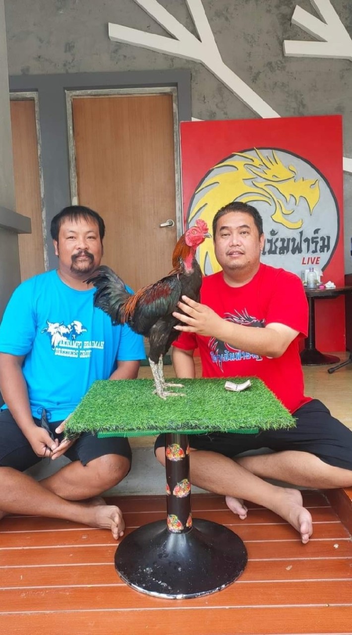 เสี่ยตุ๊กฟาร์มไก่ชน🐓นครสวรรค์