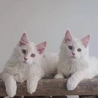 紜紜子の緬因大群Ⅰ