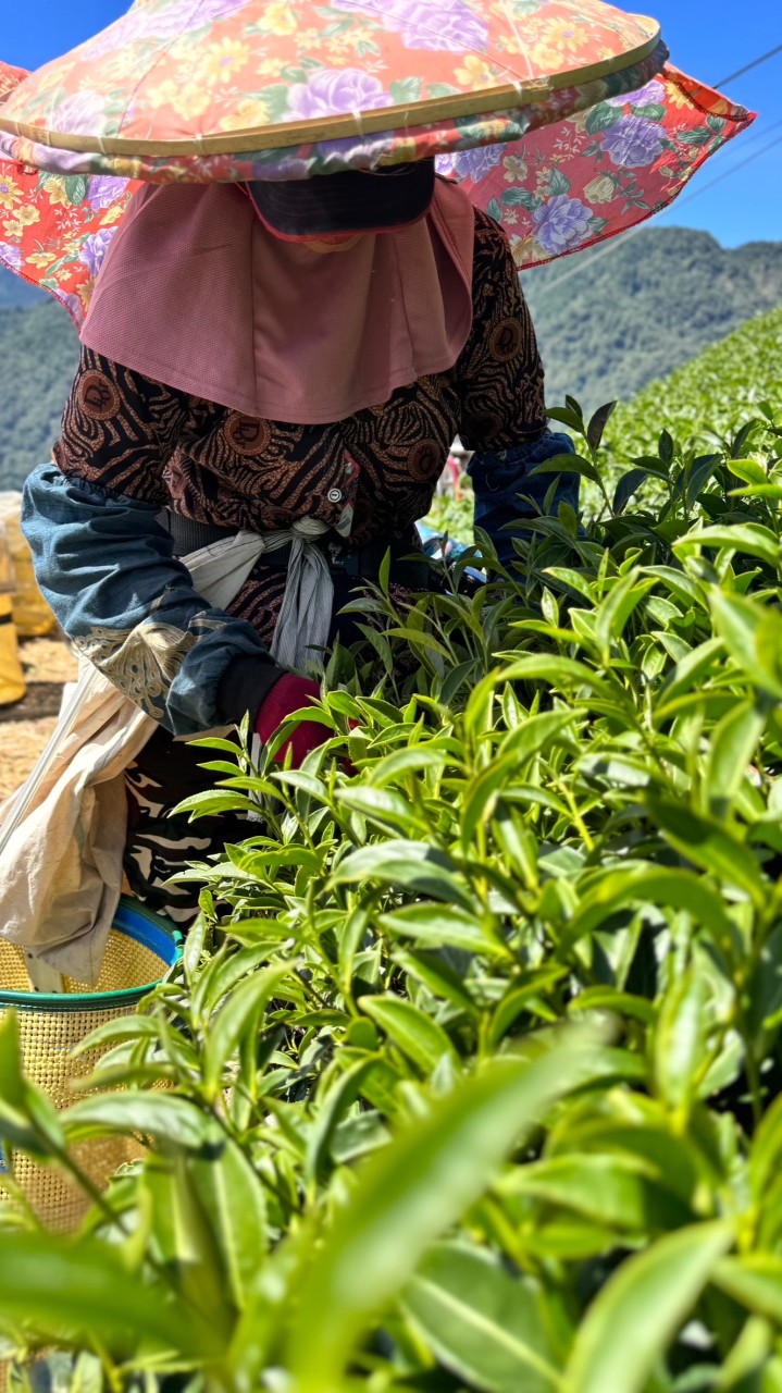 山茶飲—山粉同學會