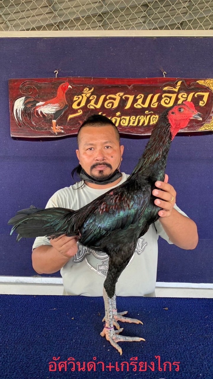 เจ้าเสือดำ