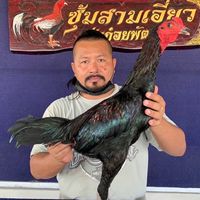 เจ้าเสือดำ
