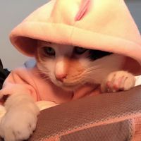 咻咻蹦蹦Suga