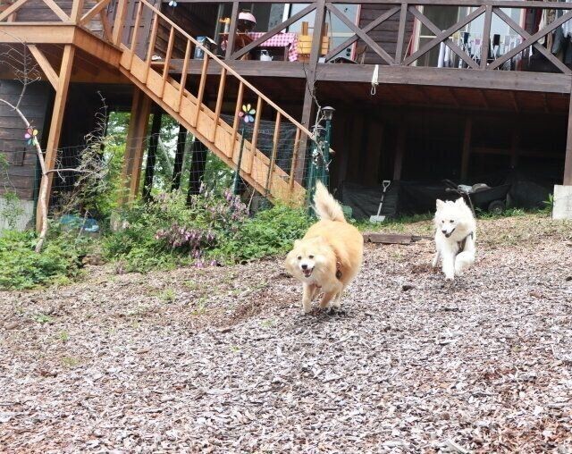 馳星周さんと犬