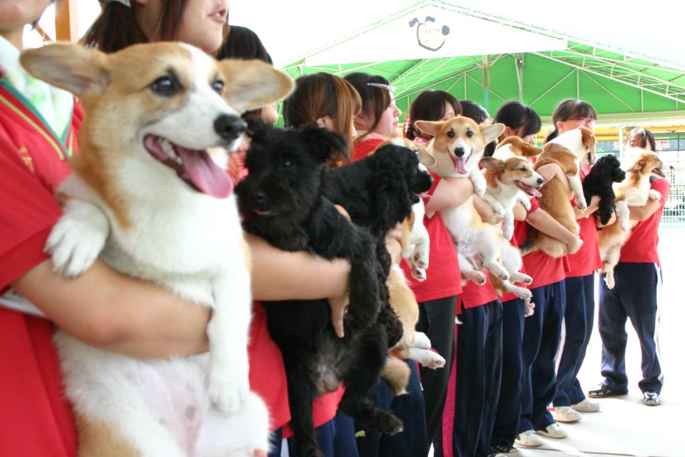 Recent Media つくば国際ペット専門学校