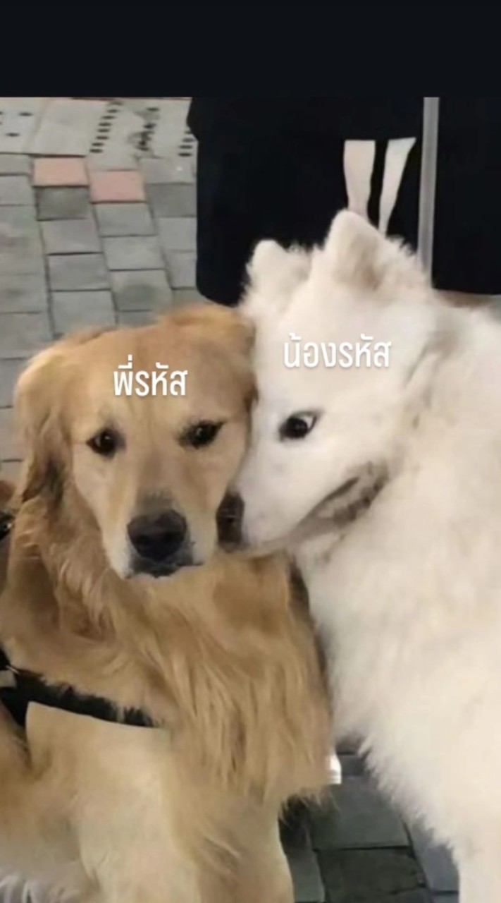สายรหัสแถวนี้มันเถื่อน