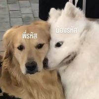สายรหัสแถวนี้มันเถื่อน