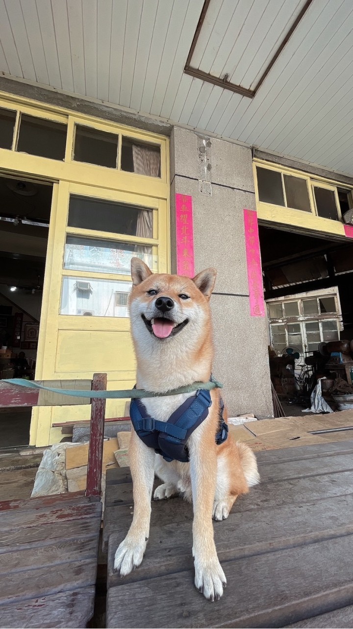 毛孩森友咖