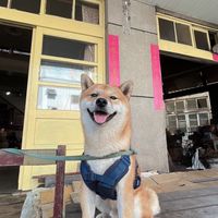 毛孩森友咖