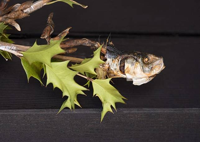 日本節分是什麼 撒豆子 節分會 告別冬天 迎接春天的特殊節氣活動 Live Japan Line Today