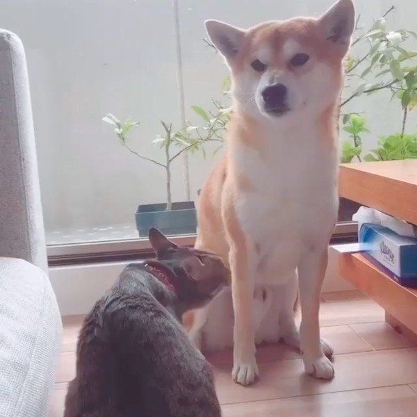 僕だって怒るワン 初めて猫に怒った時の柴犬の表情