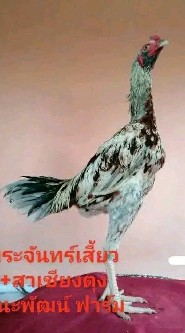ชนะพัฒน์ฟาร์ม