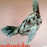ชนะพัฒน์ฟาร์ม