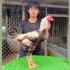 ซุ้ม ส.หว่างแสง ไก่ชน จ.บุรีรัมย์