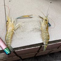 釣蝦小白
