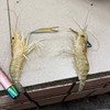 釣蝦小白