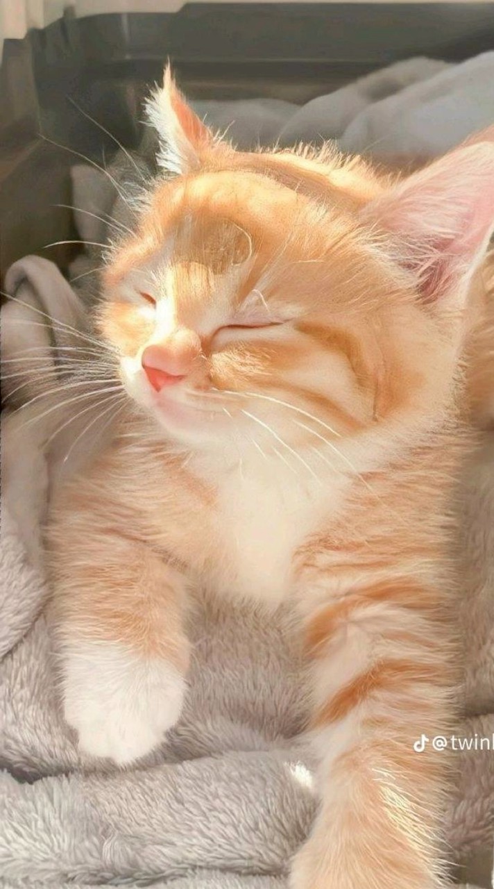 ♥︎喵喵の後宮♥︎