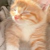 ♥︎喵喵の後宮♥︎