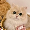 ♥︎喵喵の後宮♥︎