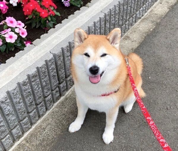 変顔をしてしまった柴犬 最高の笑顔を見せてくれた