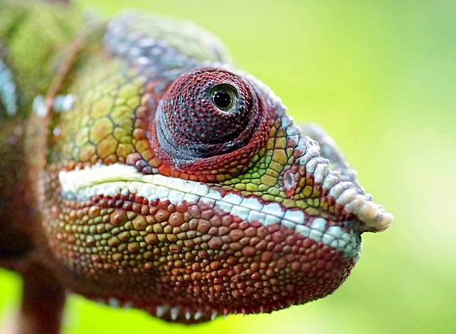 Ternyata Ini Rahasia Bunglon Bisa Berubah Warna Temukan Jawabannya Bobo Id Line Today