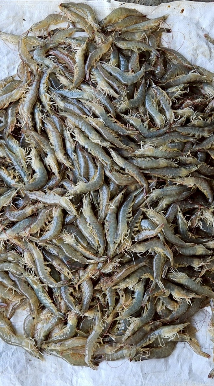 🦐ราคากุ้งปากบ่อ นครศรีฯ,สงขลา,สุราษฎร์🦐