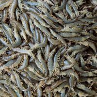 🦐ราคากุ้งปากบ่อ นครศรีฯ,สงขลา,สุราษฎร์🦐
