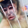 🐵りっくん悟空配信🐵🍌