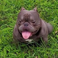 惡老闆～萌犬明碼區