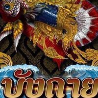 บังกายปลากัดสวยงาม