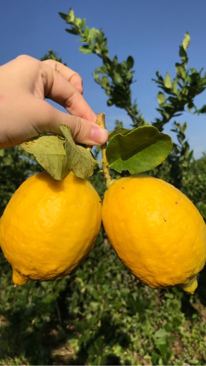 🍋 Fresh-1 Lemon farm สวนเลมอนชะอำ 🍋