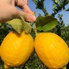🍋 Fresh-1 Lemon farm สวนเลมอนชะอำ 🍋