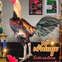 เพชรมีชัยฟาร์ม ปทุมธานี