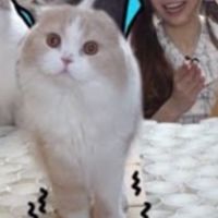 แป้ง