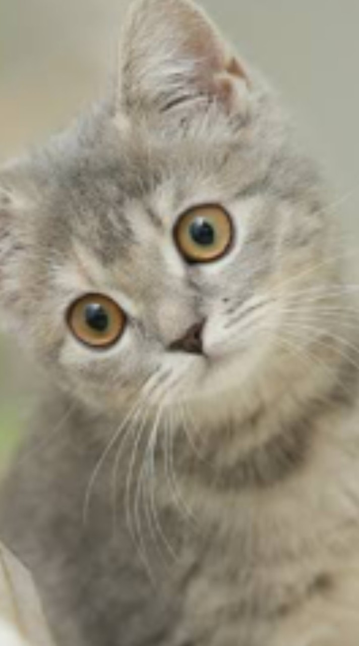 ネカマやネカマじゃない人達があつまる雑談オプチャ！