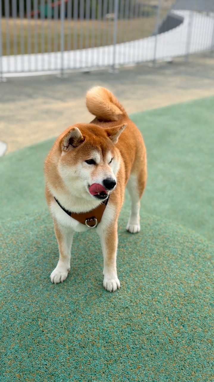 ✨卡蹦の不藏私小天地🐾