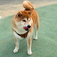 ✨卡蹦の不藏私小天地🐾