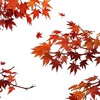 オプチャdeかるた会🍁✧*｡