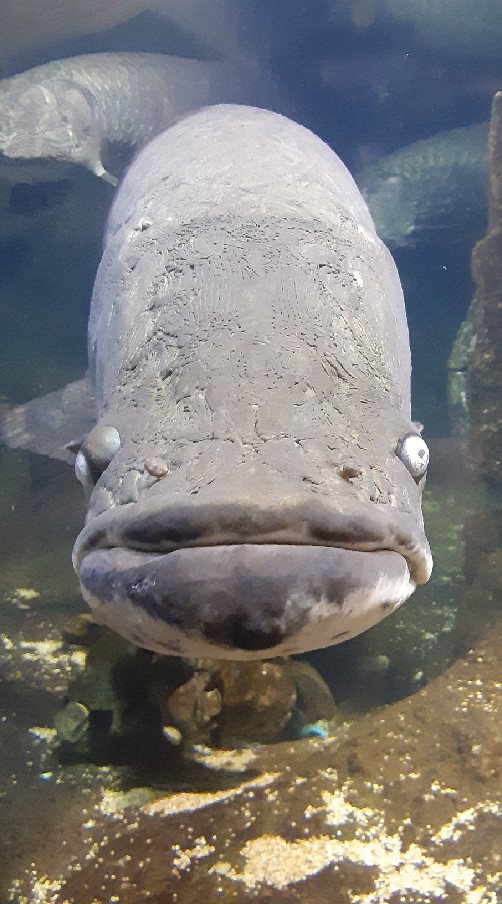 釣り友同好会