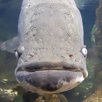 釣り友同好会
